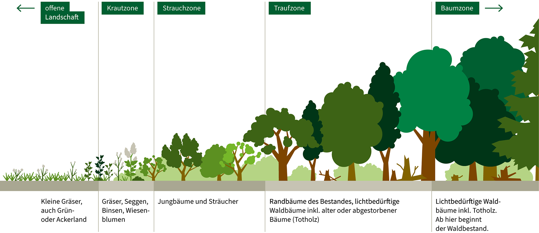 Schematische Waldrandgestaltung (NABU 2023)